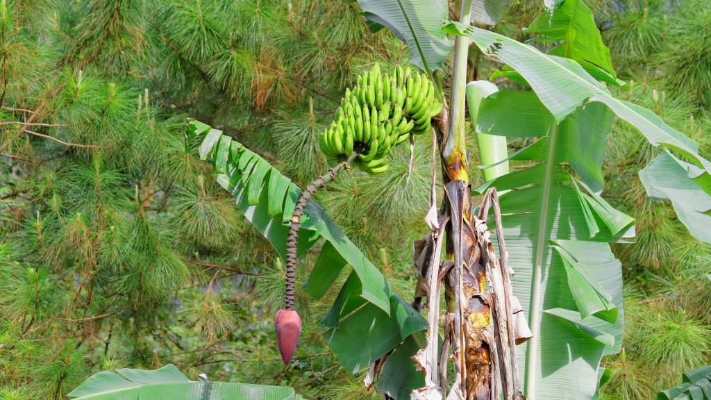 03 - Volcan Arenal (32).jpg